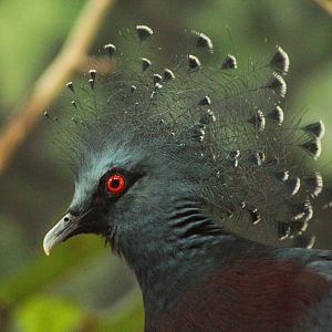 Dec. 2018 - Islands - Victoria Crowned Pigeon