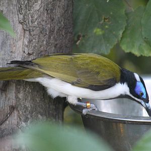 New Guinea Blue-Faced Honeyeater
