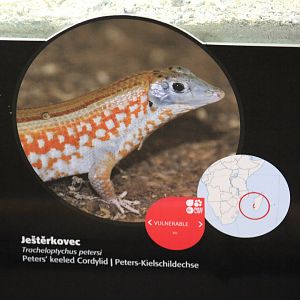 Peters' Keeled Plated Lizard Signage