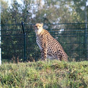 Sudan Cheetah
