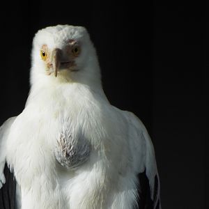 Palm Nut Vulture Exmoor Zoo