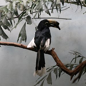Oriental pied hornbill (Anthracoceros albirostris)