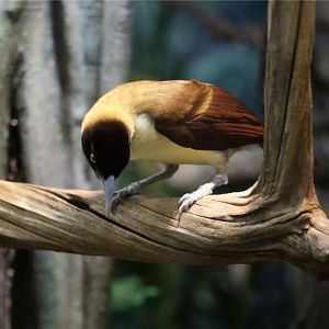 Lesser bird-of-paradise (Paradisaea minor)