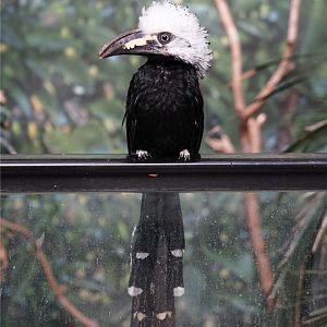 White-crested hornbill (Horizocerus albocristatus)