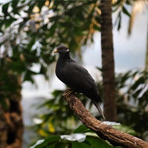 Band-tailed pigeon (Patagioenas fasciata)