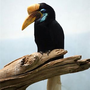 Knobbed hornbill (Rhyticeros cassidix)