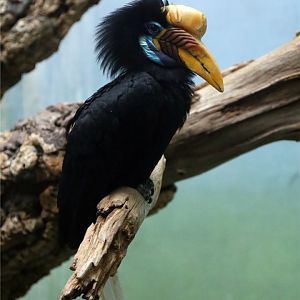 Knobbed hornbill (Rhyticeros cassidix)