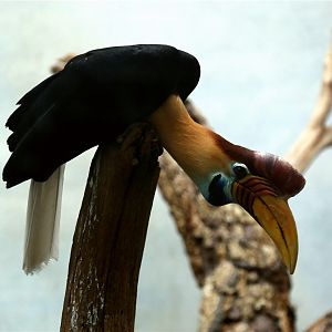 Knobbed hornbill (Rhyticeros cassidix)