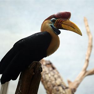 Knobbed hornbill (Rhyticeros cassidix)