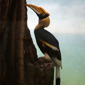Great hornbill