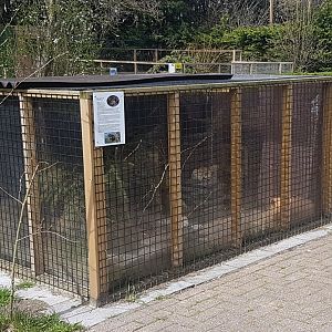 Enclosure Harvest mouse