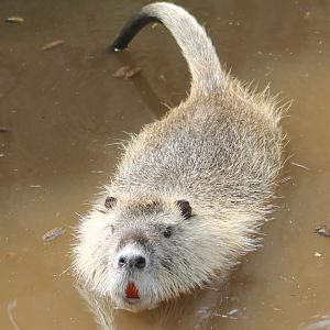 Coypu
