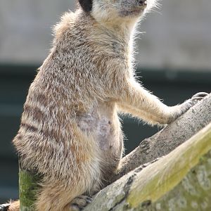 Meerkat
