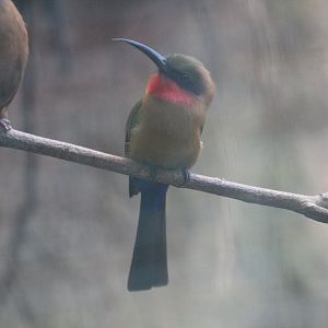 Red-Throated Bee-Eater