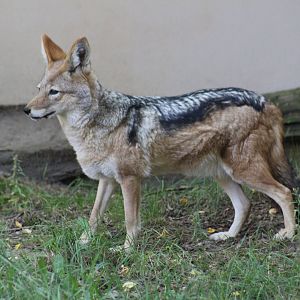 South African Black-Backed Jackal