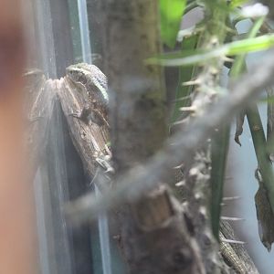 Plzen- Malagasy(?) Skink ID?