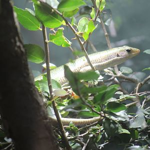 Plzen- Malagasy(?) Skink ID?