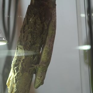 Plzen- Malagasy Gecko ID?