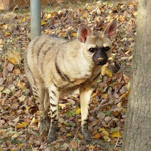 Eastern Aardwolf