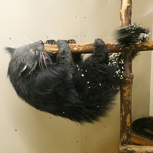 Jarvan Binturong