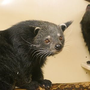 Javan Binturong