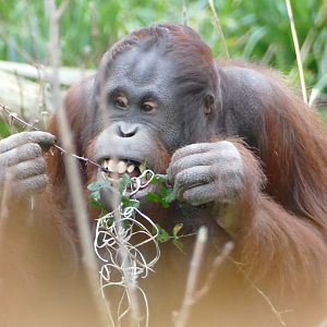 Orang eating bramble leaves #2, December 2018