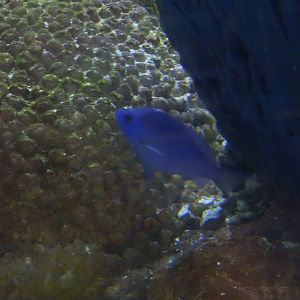 Blue Hamlet (Hypoplectrus gemma)