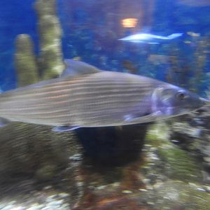 Bonefish (Albula vulpes)