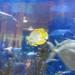 Spotfin Butterflyfish (Chaetodon ocellatus)