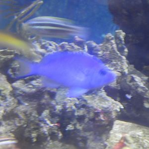 Blue Hamlet (Hypoplectrus gemma)