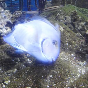 Doctorfish Tang (Acanthurus chirurgus)