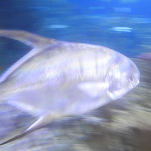 Permit (Trachinotus falcatus)