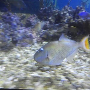Sargassum Triggerfish (Xanthichthys ringens)