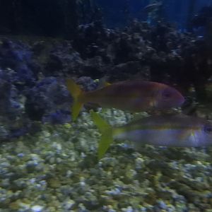 Yellowfin Goatfish (Mulloidichthys vanicolensis)