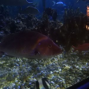 Northern Red Snapper (Lutjanus campechanus)