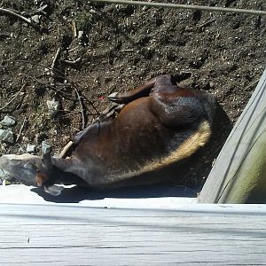Yellow-backed duiker