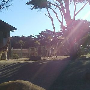 African Savanna exhibit