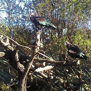 Waldrapp ibises