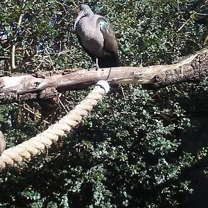 Hadada ibis and hamerkop
