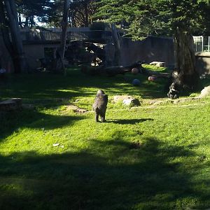 Western lowland gorilla exhibit