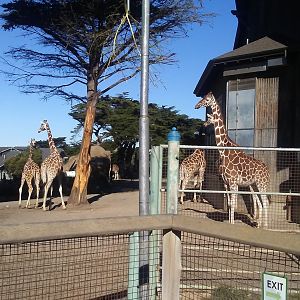 Reticulated giraffes