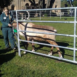 Reindeer and keeper