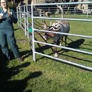 Reindeer and keeper