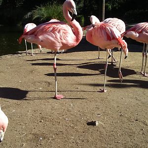 Chilean flamingos
