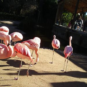 Chilean flamingos
