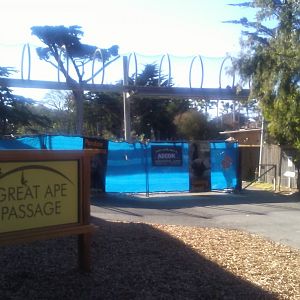 Great Ape Passage construction