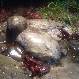 California red-legged frogs