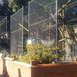 New François' langur exhibits