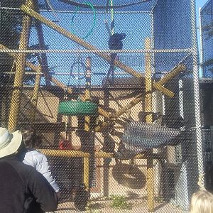 New François' langur exhibit (one of four)