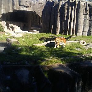 One of four cat grattos (a Siberian tiger is in this one)